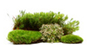 shrub